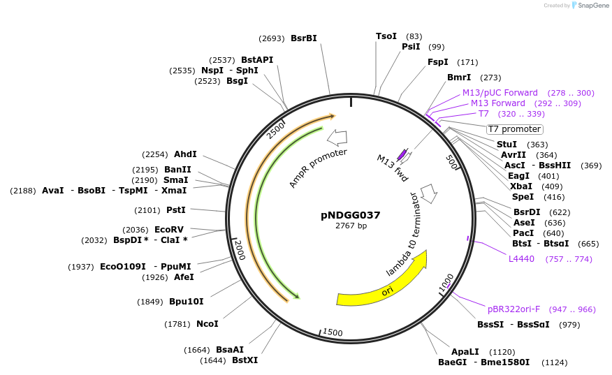231337-plasmid-map-sequence-id-472127