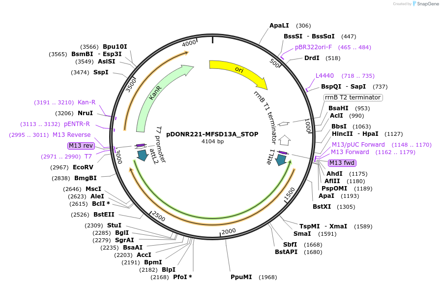 161118-plasmid-map-sequence-id-472128
