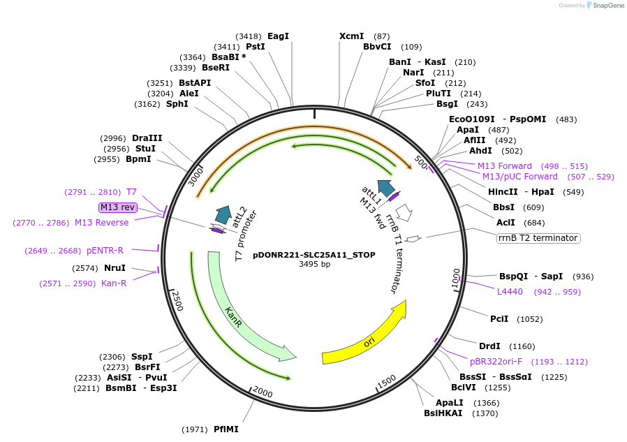 161192-plasmid-map-sequence-id-472129