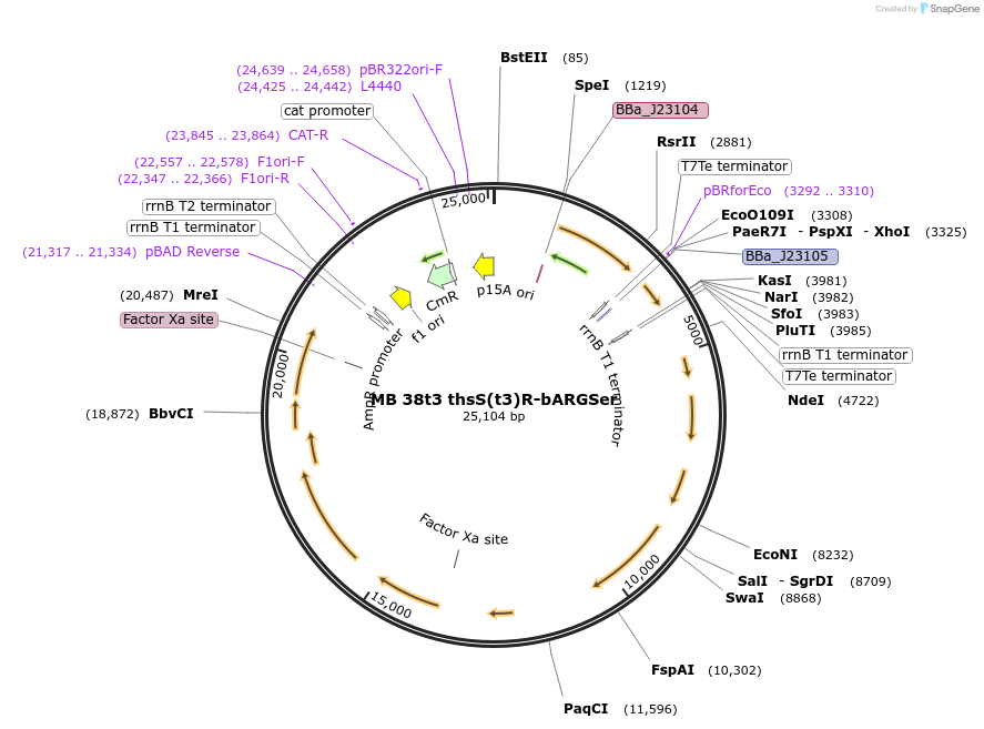 232468-plasmid-map-sequence-id-472143