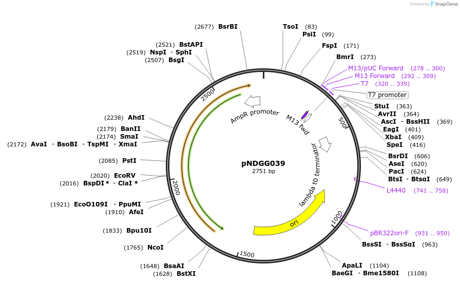 231339-plasmid-map-sequence-id-472145