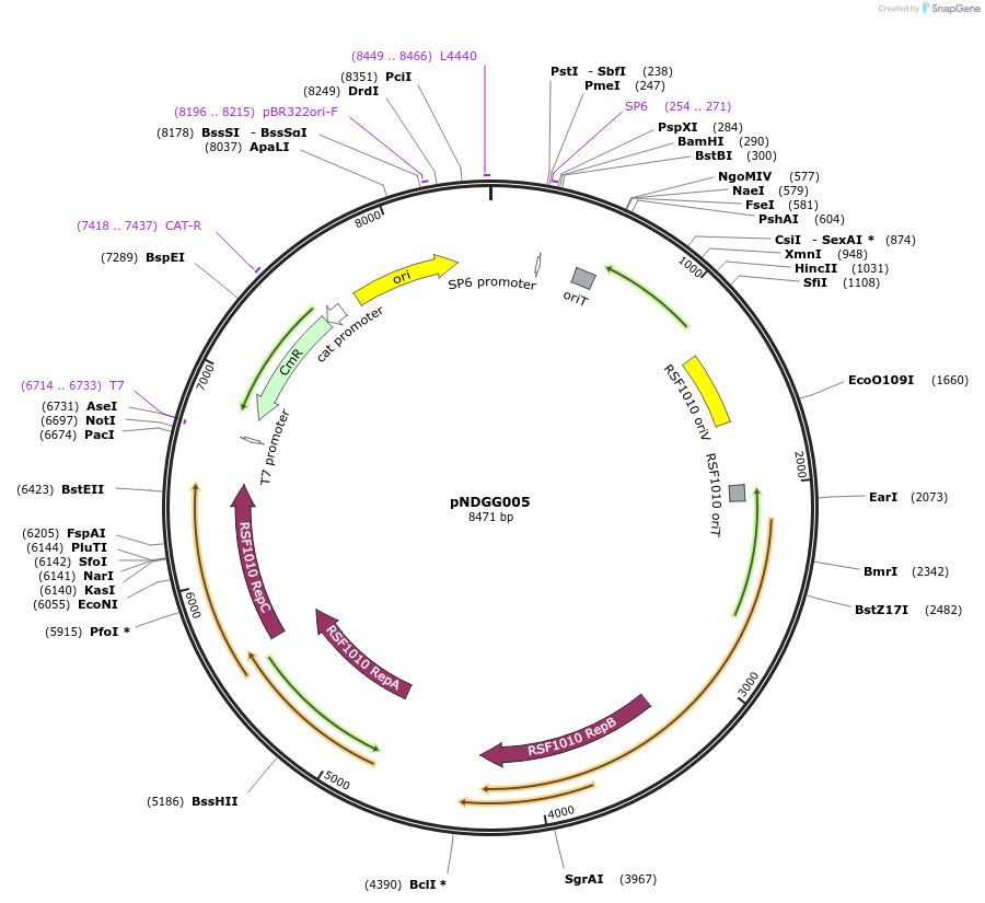 231309-plasmid-map-sequence-id-472146