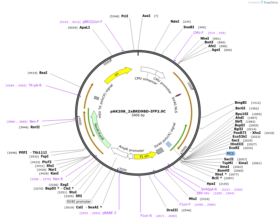 233734-plasmid-map-sequence-id-472157
