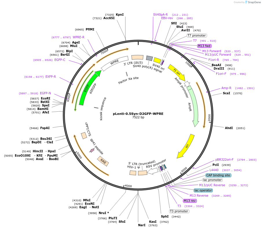 233060-plasmid-map-sequence-id-472159