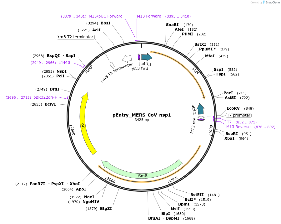 168816-plasmid-map-sequence-id-472162
