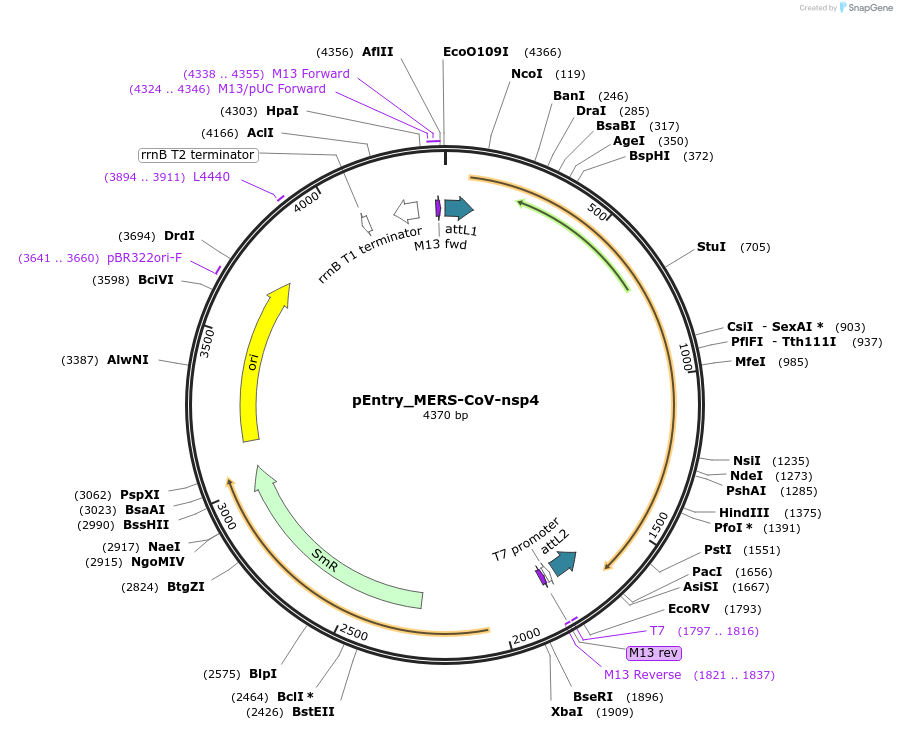 168817-plasmid-map-sequence-id-472163