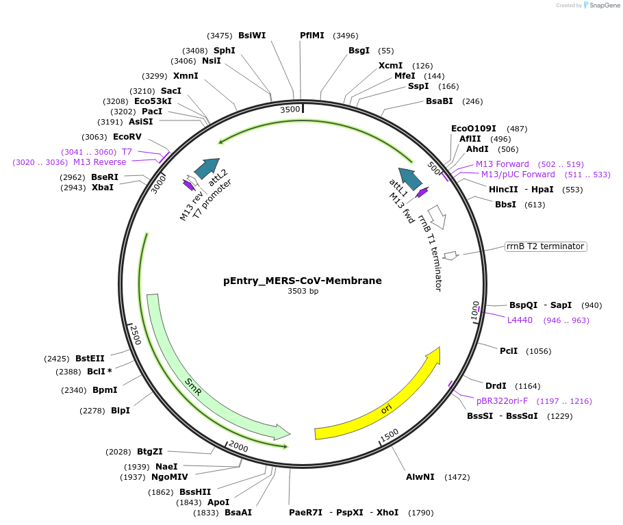168832-plasmid-map-sequence-id-472167