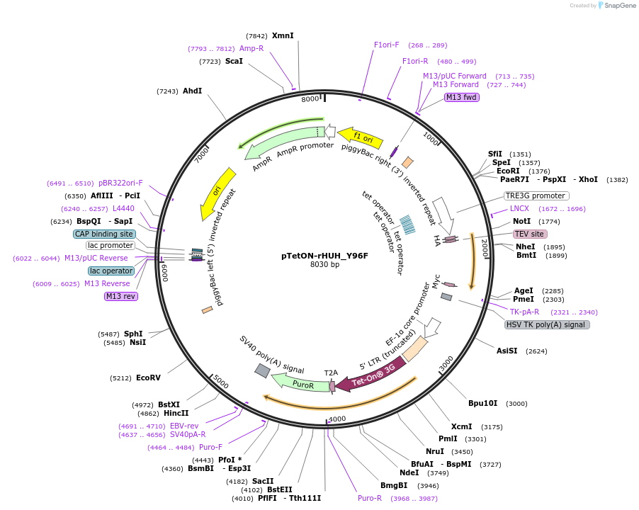 235193-plasmid-map-sequence-id-472168