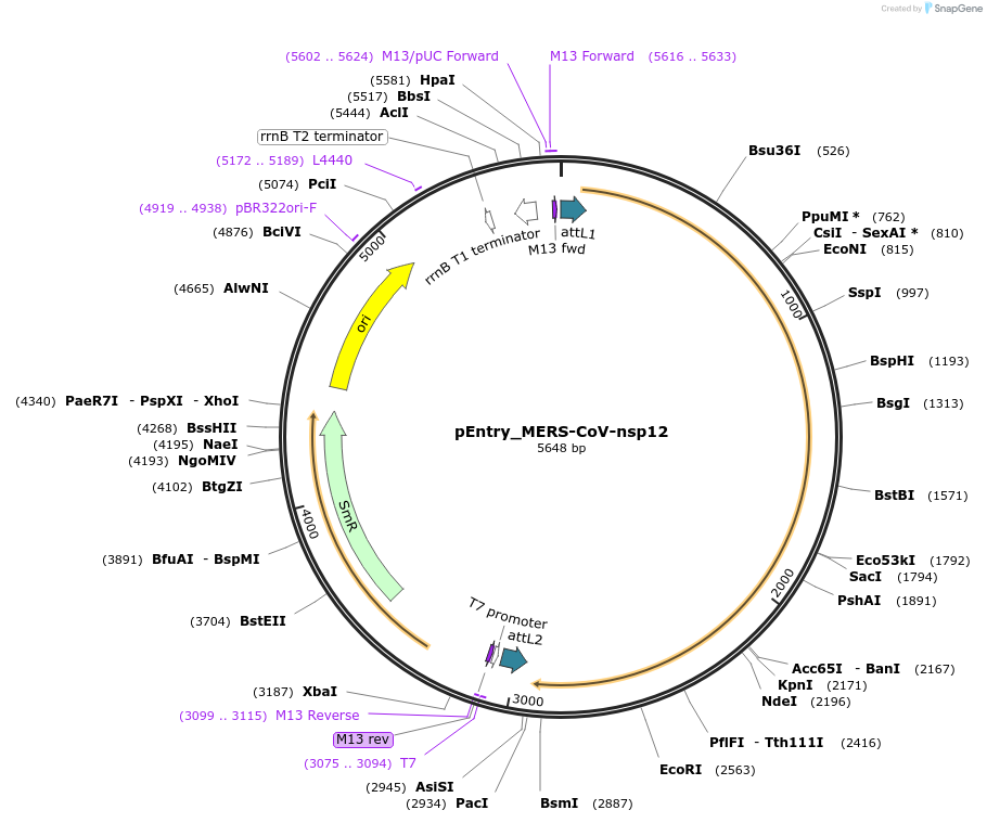 168836-plasmid-map-sequence-id-472170