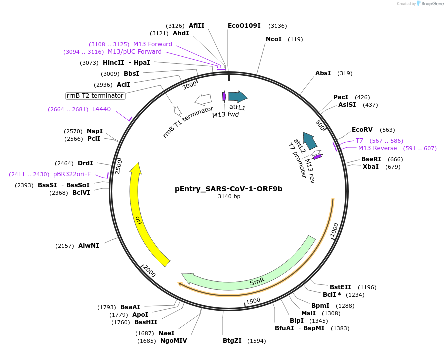 168860-plasmid-map-sequence-id-472199