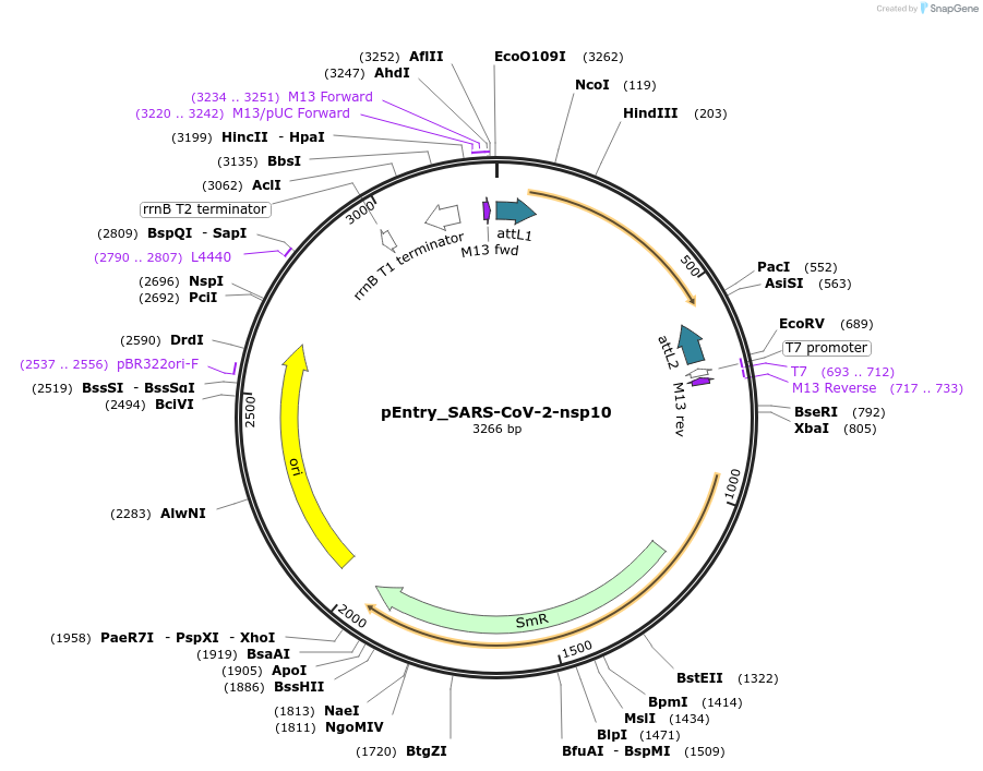 168873-plasmid-map-sequence-id-472204