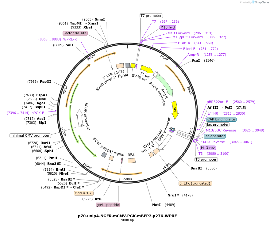 228766-plasmid-map-sequence-id-472206