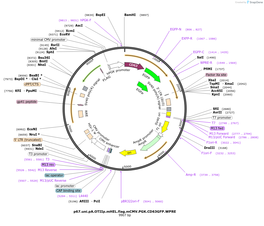 228765-plasmid-map-sequence-id-472207