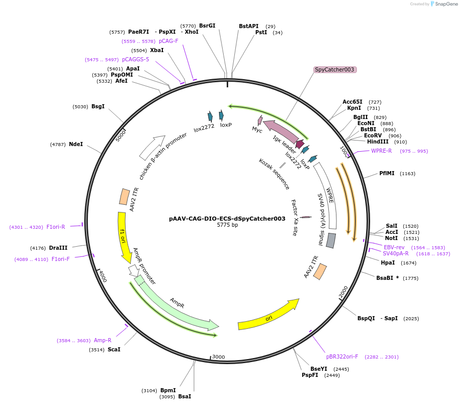 234963-plasmid-map-sequence-id-472208