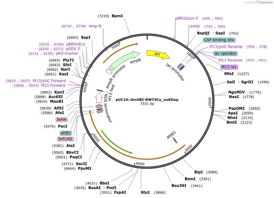 237515-plasmid-map-sequence-id-472255