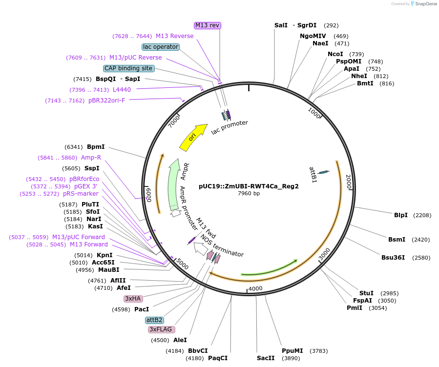 237513-plasmid-map-sequence-id-472258