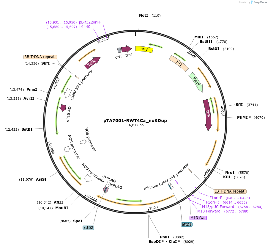237531-plasmid-map-sequence-id-472259