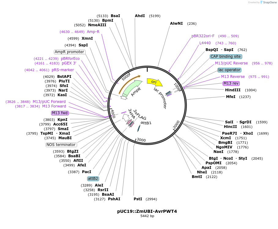 237516-plasmid-map-sequence-id-472267