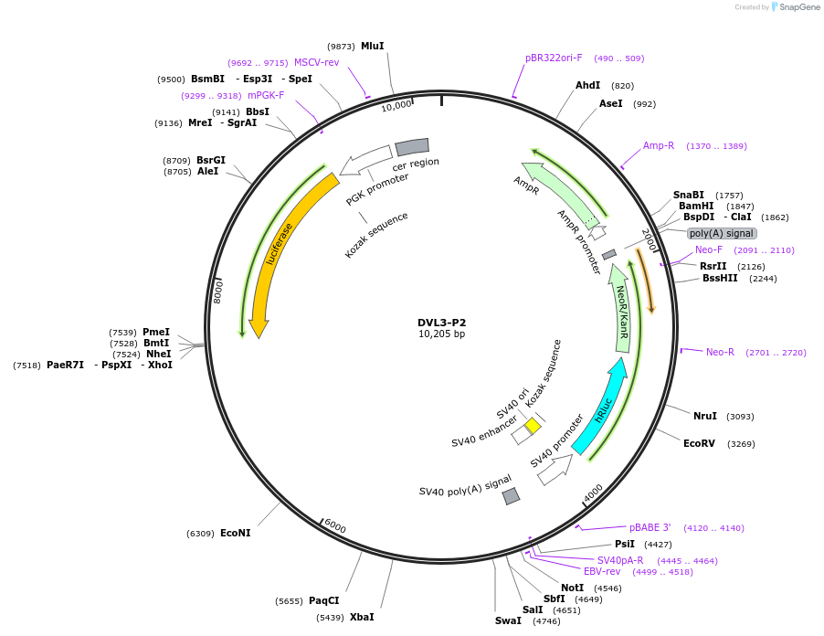 236026-plasmid-map-sequence-id-472268