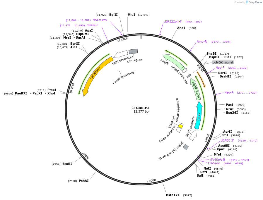 236032-plasmid-map-sequence-id-472269