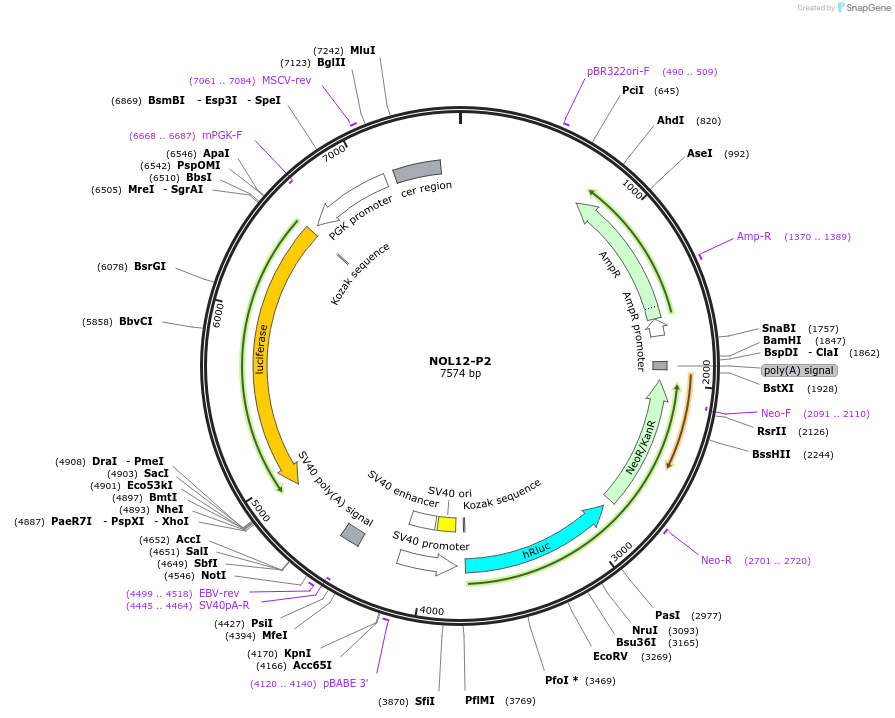 236307-plasmid-map-sequence-id-472271