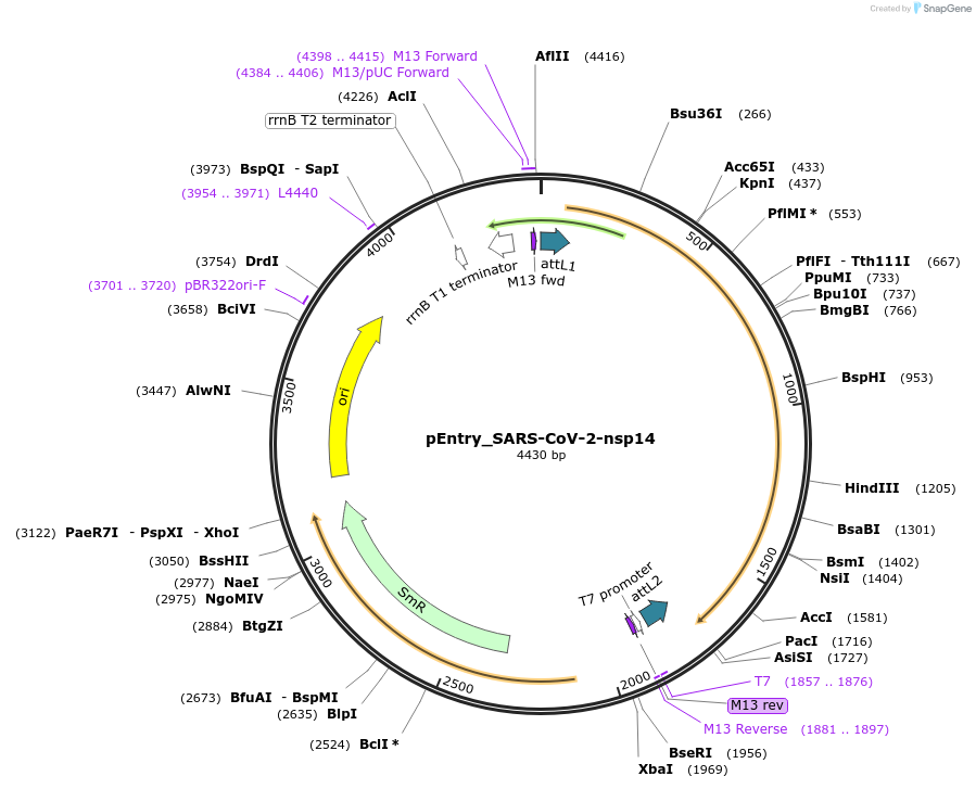 168874-plasmid-map-sequence-id-472273