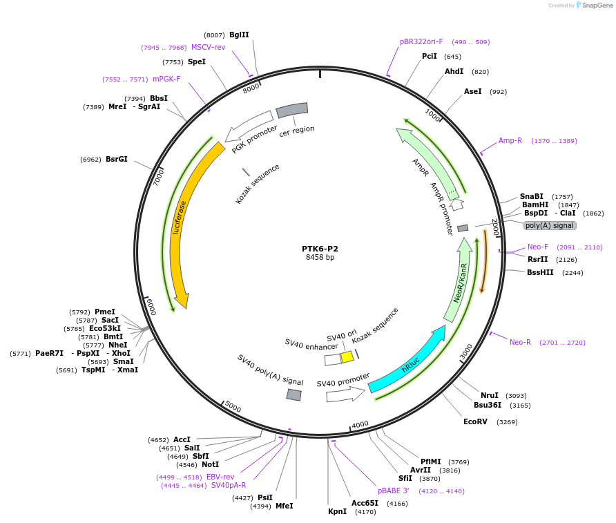 236313-plasmid-map-sequence-id-472277