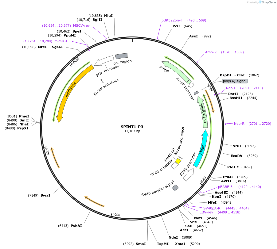 236319-plasmid-map-sequence-id-472278