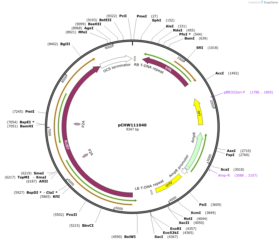 222451-plasmid-map-sequence-id-472306