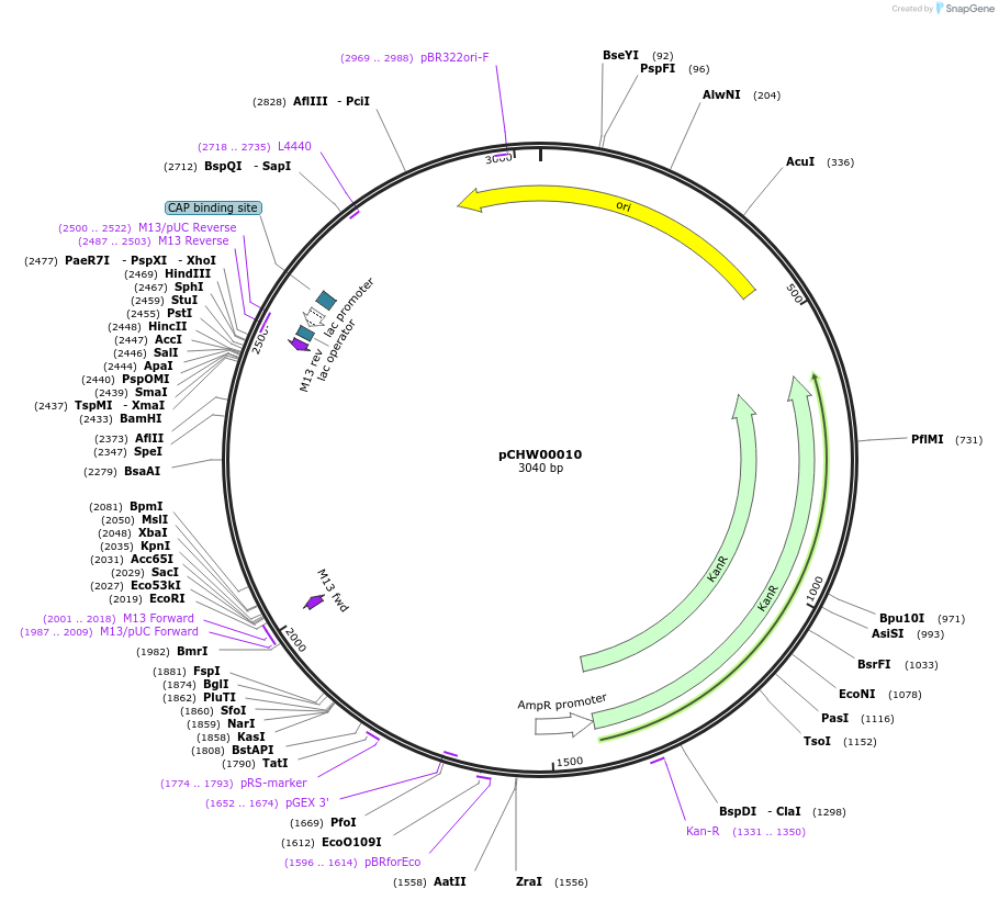 222435-plasmid-map-sequence-id-472307