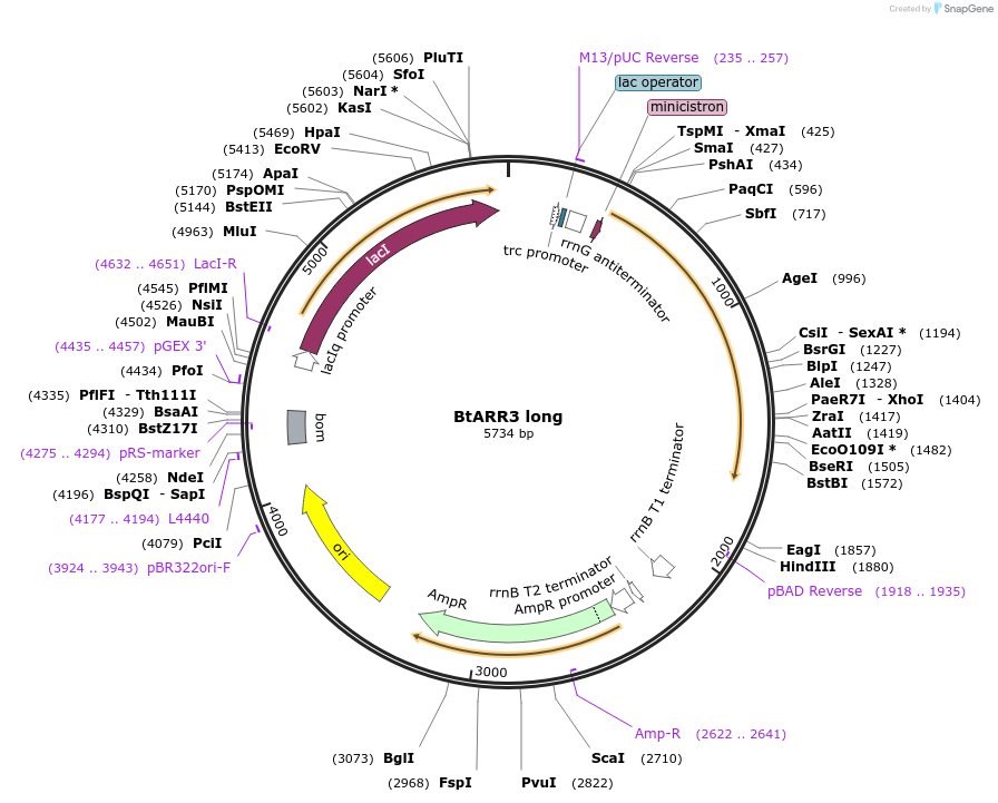 236266-plasmid-map-sequence-id-472329