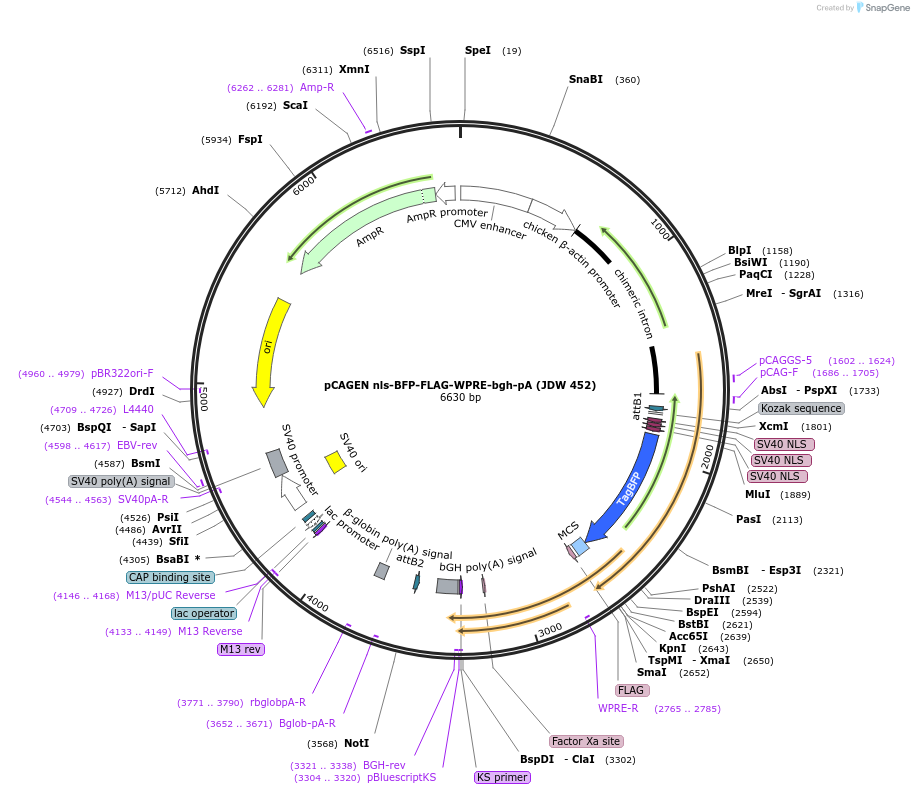 229827-plasmid-map-sequence-id-472362
