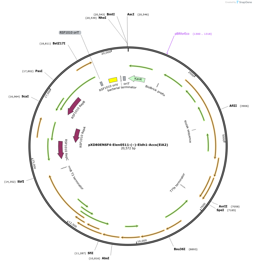 225299-plasmid-map-sequence-id-472363