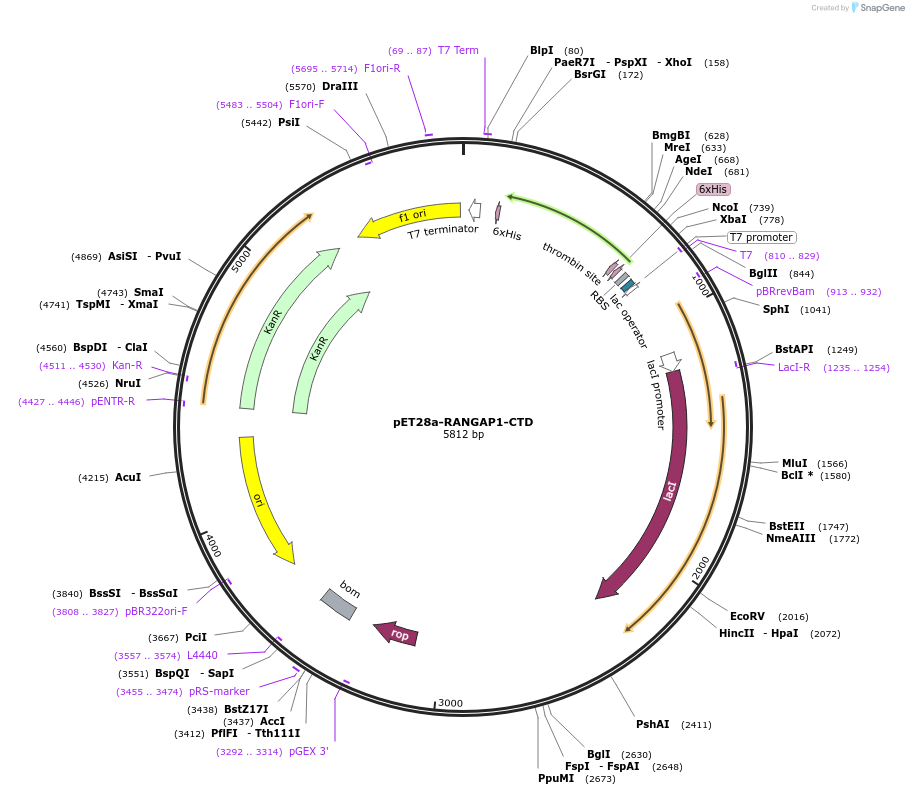 228947-plasmid-map-sequence-id-472386