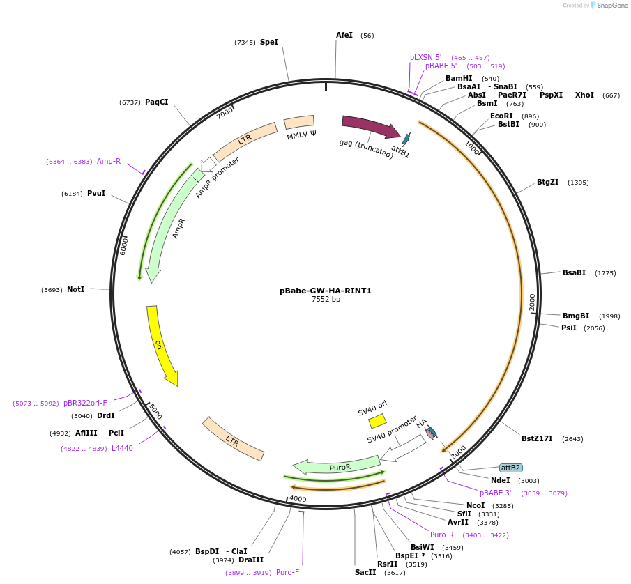 39841-plasmid-map-sequence-id-472387