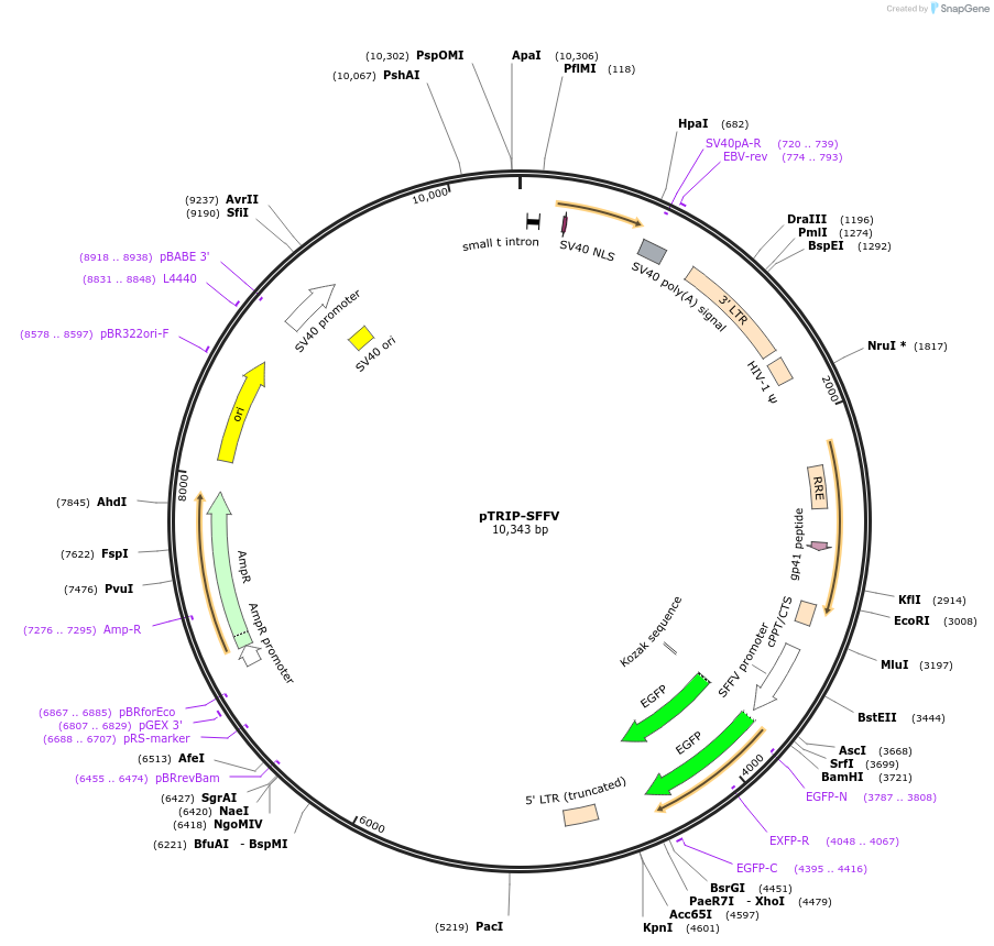 235547-plasmid-map-sequence-id-472390