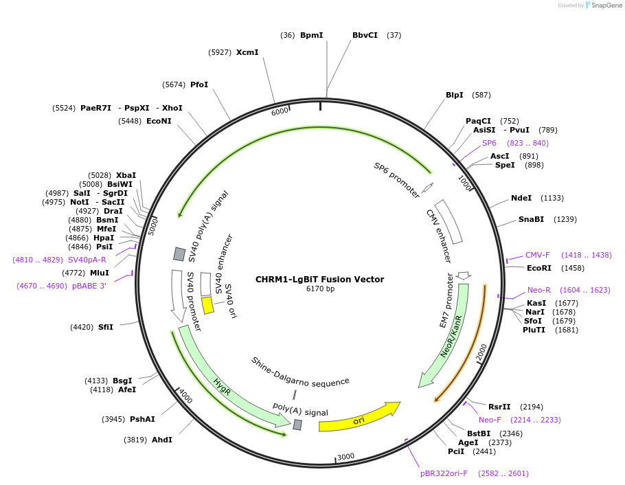 236795-plasmid-map-sequence-id-472395