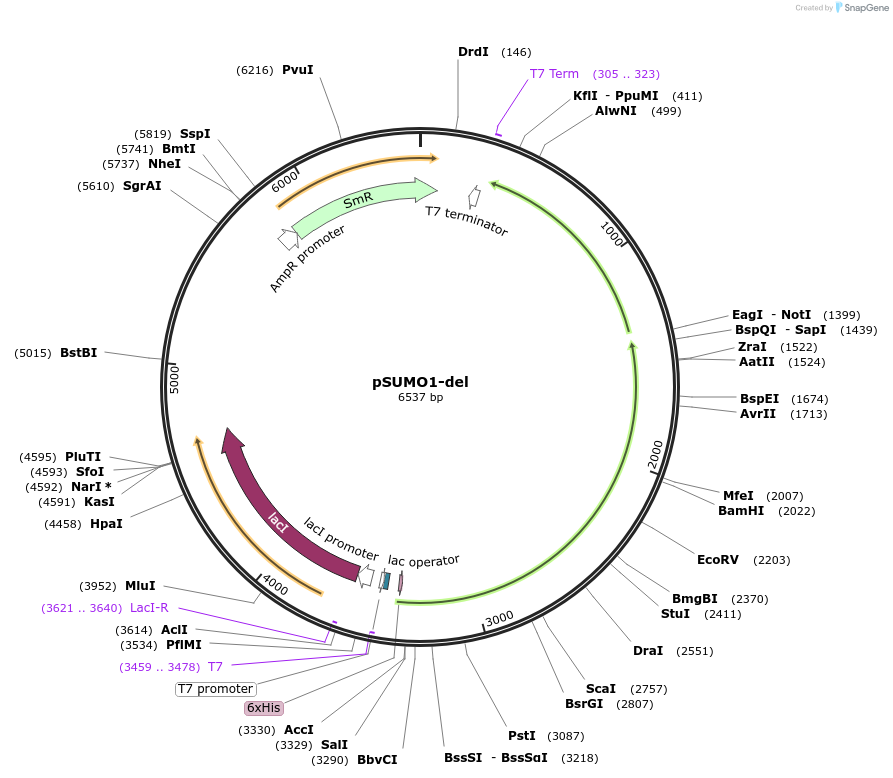 228950-plasmid-map-sequence-id-472398