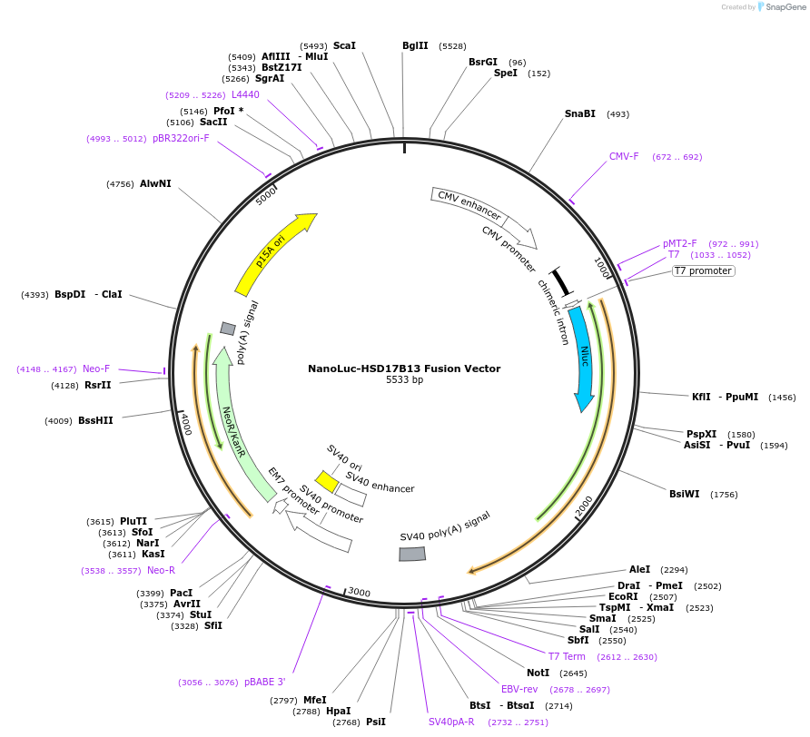 237180-plasmid-map-sequence-id-472399