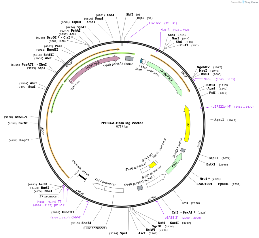 236982-plasmid-map-sequence-id-472401