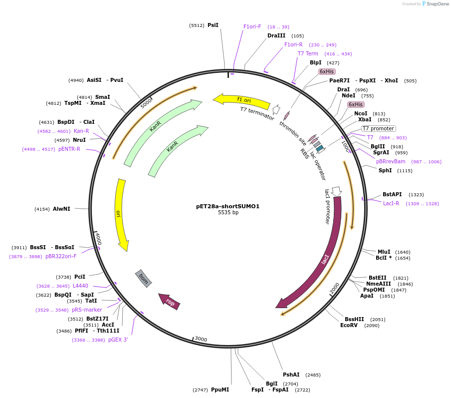 228951-plasmid-map-sequence-id-472406