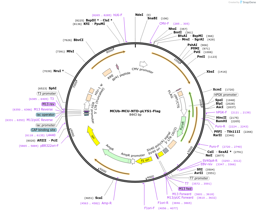 236784-plasmid-map-sequence-id-472413