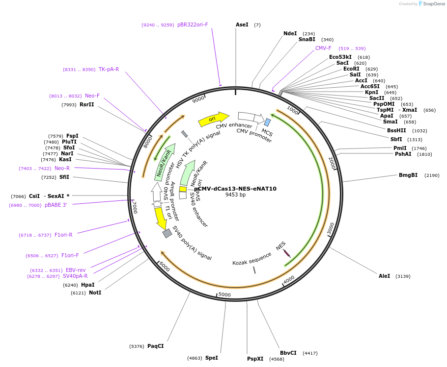 238299-plasmid-map-sequence-id-472414