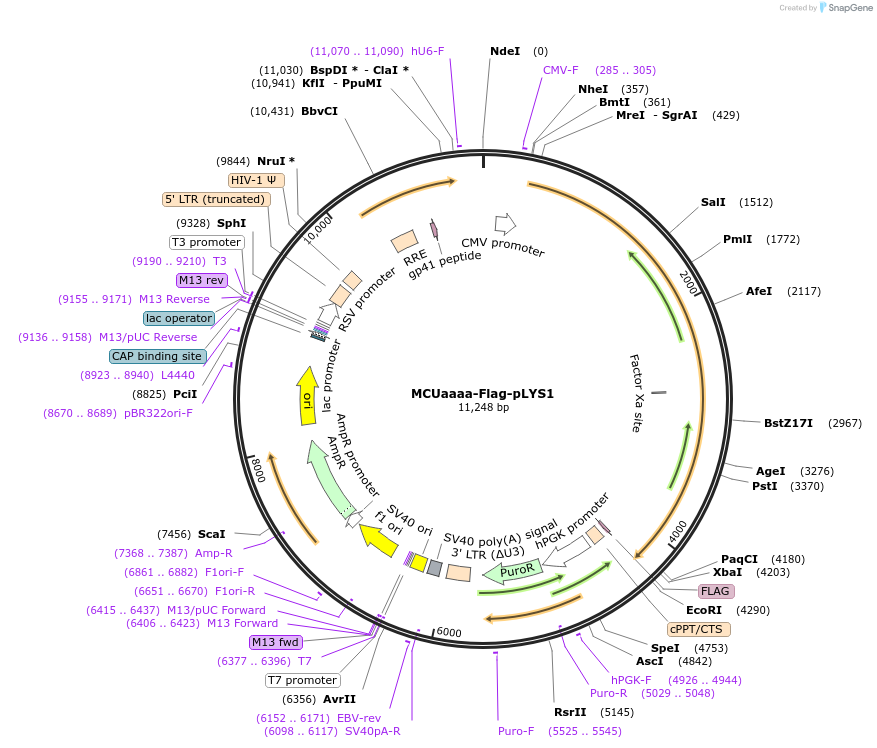 236785-plasmid-map-sequence-id-472415