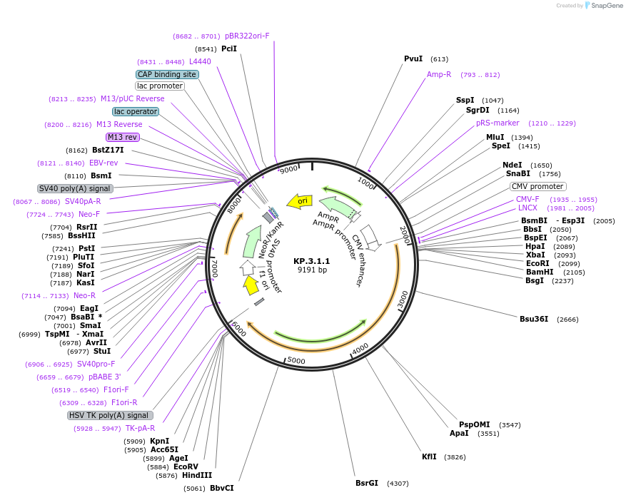 233342-plasmid-map-sequence-id-472416