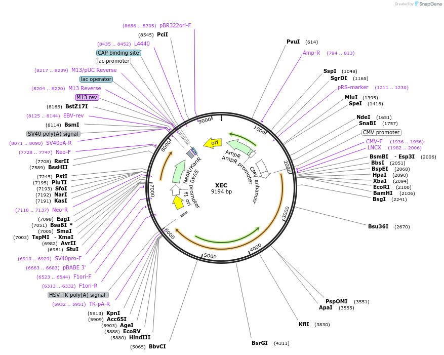 233341-plasmid-map-sequence-id-472417