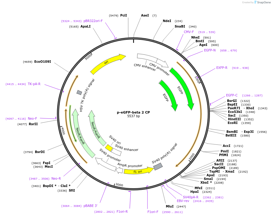 13298-plasmid-map-sequence-id-472418