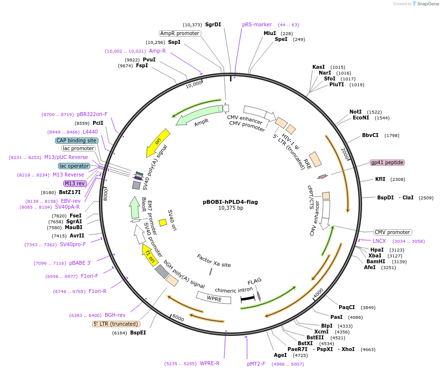 222641-plasmid-map-sequence-id-472419