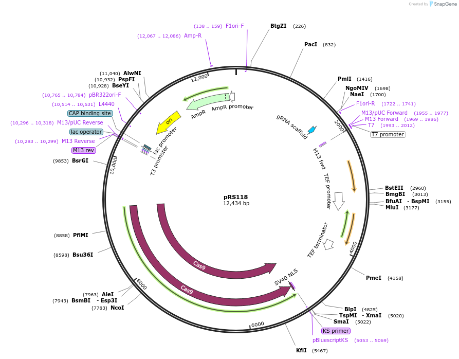 234878-plasmid-map-sequence-id-472421