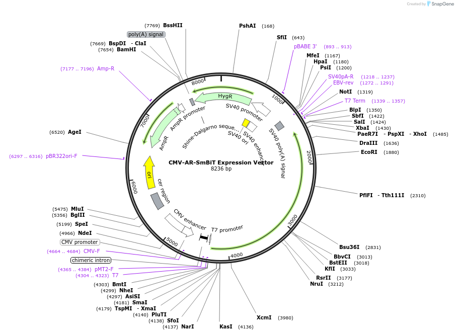 237113-plasmid-map-sequence-id-472422
